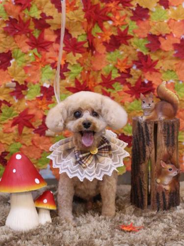 20241126クッキーくん